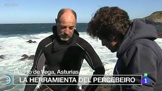 Puerto de vega ,percebes
