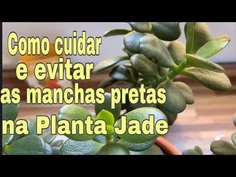 Vídeo: O que causa manchas brancas na planta de jade - Por que existem manchas brancas na minha planta de jade
