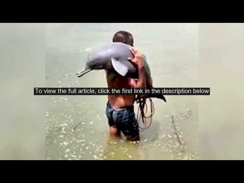 Fisherman in India accidentally catches endangered dolphin, carries it to safety