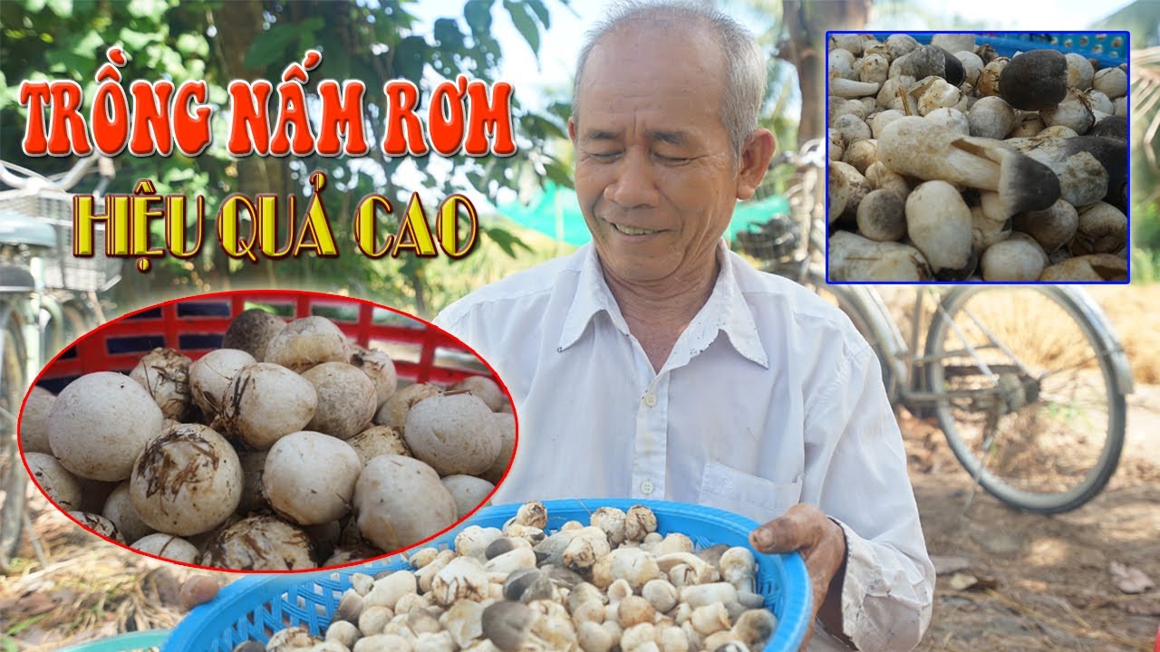 Kỹ thuật trồng nấm rơm thu tiền triệu mỗi ngày