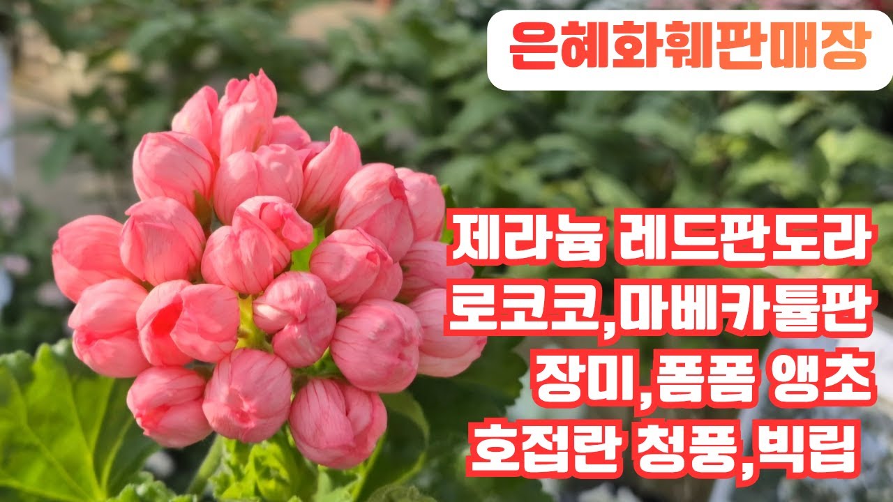 은혜화훼판매장🌳전화주문 ☎010 2651 4421#제라늄 좋을솜솜,레드판도라,마베카튤판,로코코,빅토리아 안드레아#장미앵초, 폼폼앵초#베고니아 마필#호접란 청풍,레인보우,빅립🌳