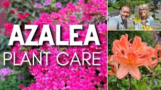 💜 Azalea Plant Care | Friday Plant Chat 💜