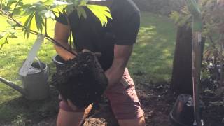 Planting Containerised Intersectional Peonies