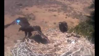 Eaglets on Santa Cruz Island
