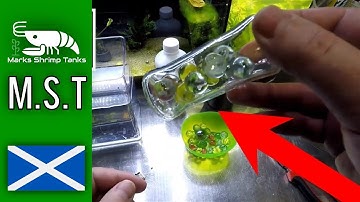 DIY H2O2 Aquarium Doser Tutorial | How to Build an Oxygen-Releasing Algae and Shrimp Health Fix