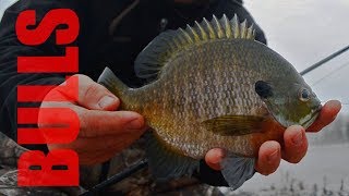 Early Spring Bluegill Fishing [2018]