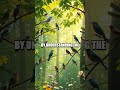 Mastering Nature's Alarm Clock: Dawn Chorus