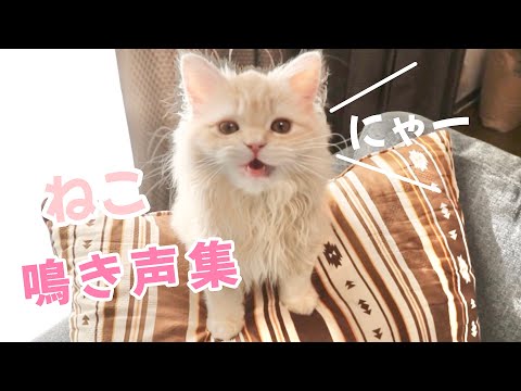 もふもふ子猫の可愛い鳴き声集♪ 【スコティッシュフォールド】
