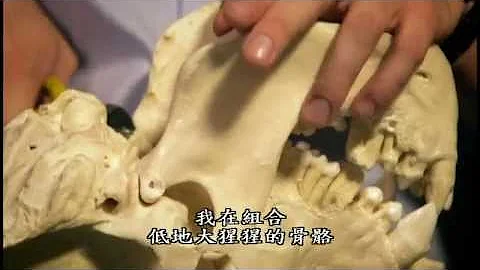 骨头的秘密4 感官世界(BBC) - 天天要闻