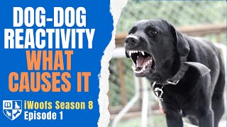 The Causes of Dog-Dog Reactivity - iWoofs S8E1 by Dunbar Academy 523 views 2 months ago 21 minutes