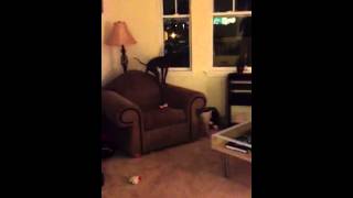 Italian Greyhound Loves Her Daddy! by Sterling The Iggy 530 views 10 years ago 1 minute, 44 seconds