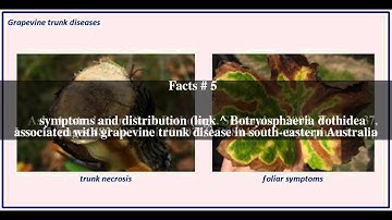 Grapevine trunk disease Top # 8 Facts