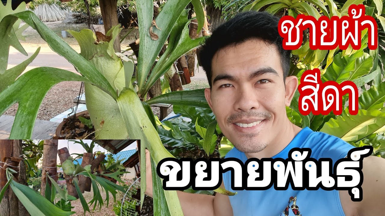 ขยายพันธุ์  
