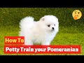 How to easily potty train Pomeranians? Easy yet Effective Training method