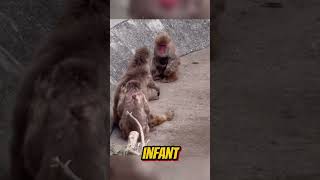Moe Tries To Touch The Newborn Baby Ichikawa City Zoo Punch! 🐒💨 #punch #shorts #fyp #viral #animals
