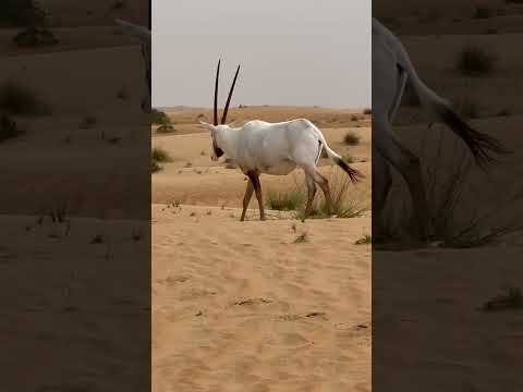 Up Close and Personal with an Arabian Oryx in Dubai Desert Conservation Reserve – Part Two