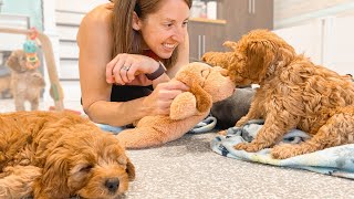Its Our Last Day With The Goldendoodle Puppies by Doodles of NC 8,276 views 6 months ago 9 minutes, 1 second