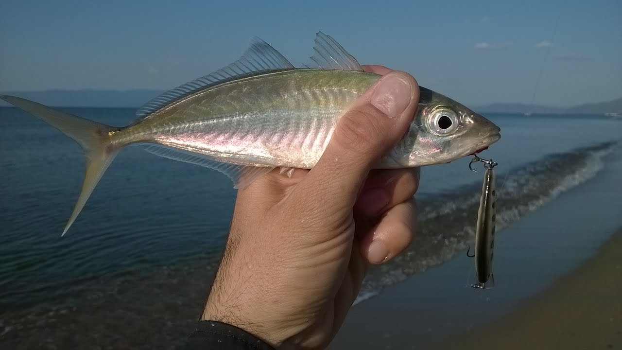 Fishing for yellow horse mackerel. LRF YouTube