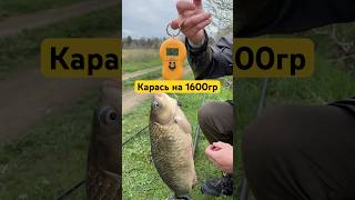 ✅Трофейный карась #рыбалка #карась #флэтфидер #карасьмонстр #трофейныйкарась