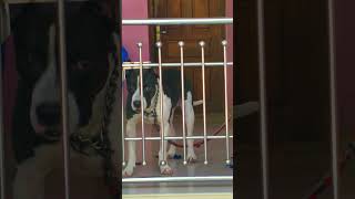 Are They Identical? Rambo Pit&Cat