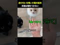虎の匂いを嗅いだ猫の結末…本能は嘘をつかない