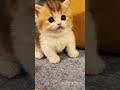 Cat's "Helpful" Tips To Kitten ! Who's Expert Plumber Here? 🤣🤣#cat#trending #catlover#kitten
