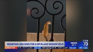 Mountain lion goes for a dip in Lake Mission Viejo