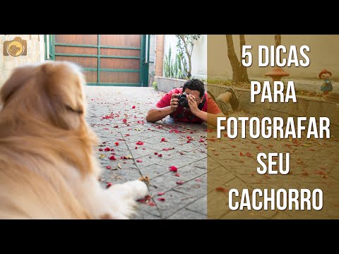 Vídeo: Como Fotografar Um Cachorro