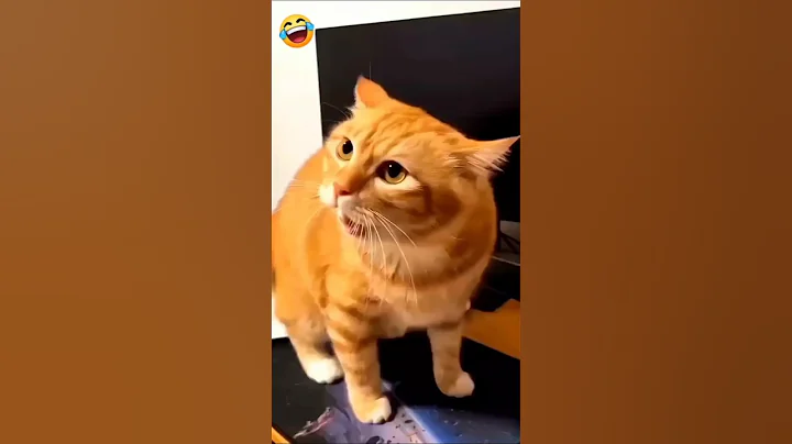 Video 8629411: cat funnycats reaction, cutest cats dogs funny, laugh cats dogs funny, cats dogs cutest animals, angry cat