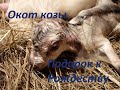 Окот козы Юльки