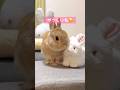 お友達に寄り添うウサギさんがかわいすぎた🤤 #うさぎのうい #bunny #shorts