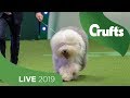 Eukanuba World Challenge Final | Crufts 2019