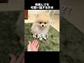 お手失敗、からの全部ズレてて逆に天才説#ポメラニアン #子犬 #犬動画 #癒し動画 #失敗も可愛い #ちくわく