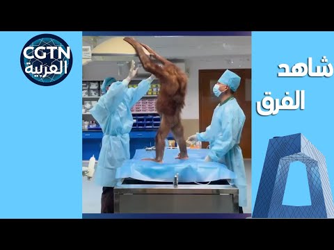 القرد المطيع يبدو متعاونا للغاية مع الطبيب