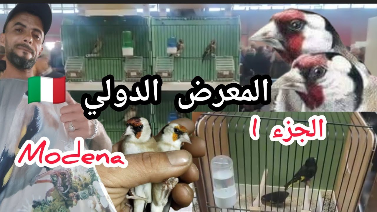 المعرض الدولي في إيطاليا 🇮🇹 25 fér 2024 modena تعرف على جميع طفرات طائر الحسون وجميع الطيور 🦜