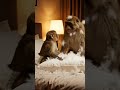 Pillow Destruction Mode #mom #funny #fyp #scrolling