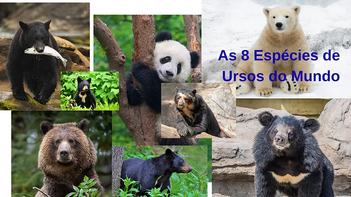 As 8 Espécies de Ursos do Mundo