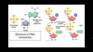 BCHEM 565 Module 2 - Part 1 (Central Dogma of Molecular Genetics)