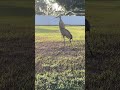 Early morning cranes #bird #birds #nature #pond #wildlife #trail #wild #photography #viral #crane