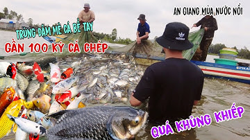 An Giang mùa nước nổi kéo lưới cá trúng đậm bể tay gần 100 ký cá chép trời ơi dính cá hô gần 5 ký lô