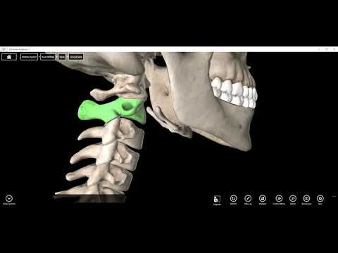Video: Atlas Anatomy, Diagramma E Funzione Delle Vertebre Cervicali C1 - Body Maps