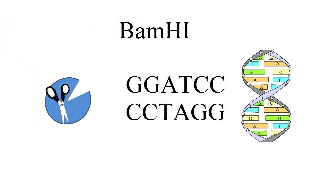 Restriktaza fermetlariga doir masalalar 2