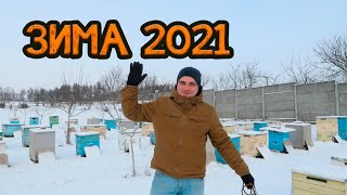 ✅Пчеловодство 2021 |✅ Зимовка пчёл - [Первый Расплод] | *ТЕПЛУШКА* | Отличная зимовка!