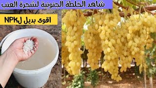 لو عاوز شجرة العنب تثمر وتنمو بسرعة جنونية وكبيرة جرب هذه الخلطة السريعة والمجانية!