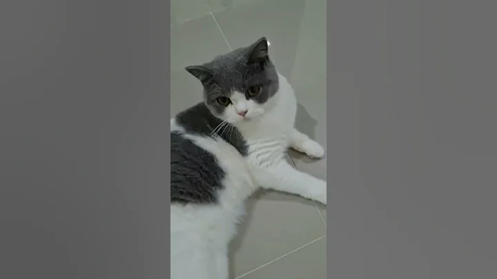 Watch the video about There are many colours of British Shorthair Cats | Bi-Colour BSH