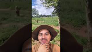Um bom Gancho pra um Causo de Nivuzia