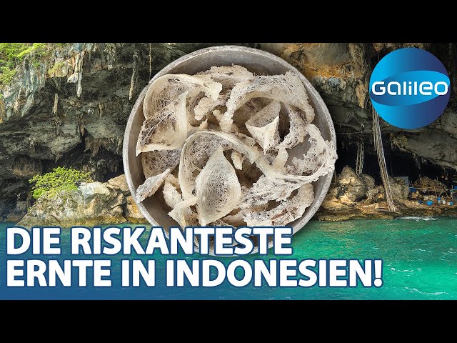 600€ pro Kilo! Die Suche nach Salanganen-Nestern in den Tiefen Indonesiens | Galileo | ProSieben
