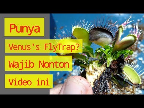 Jangan menanam Venus Fly Trap! Kalau belum nonton video ini