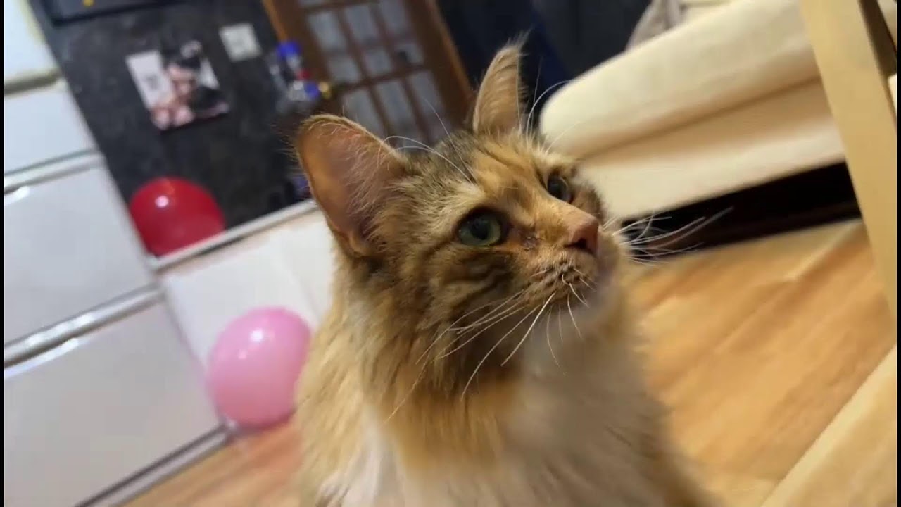 ちゃちゃが7歳になりました！ - YouTube