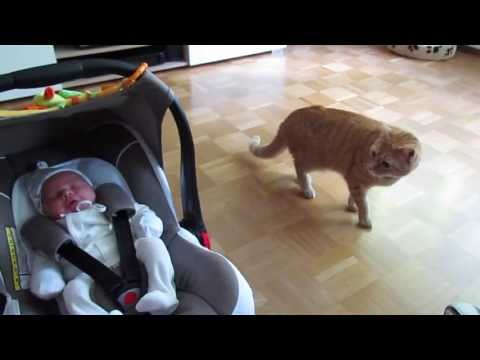 cat meets baby first time